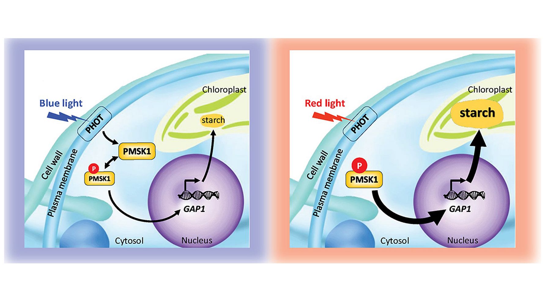 Controlling Starch Levels In Algae Could Reduce Greenhouse Gases ...